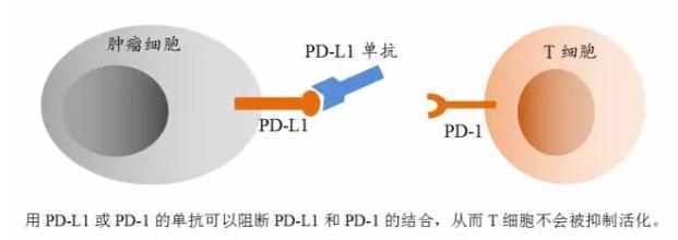 PD-L1.jpg